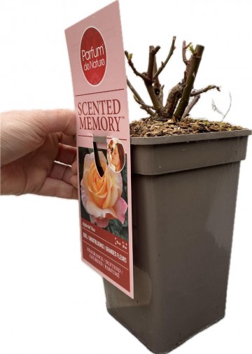 Rosa scented memory parfum de nature foto lakei rozen 3