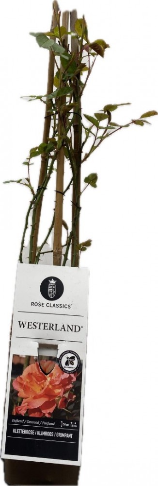 Rosa westerland klimroos 2