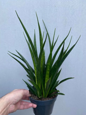Sansevieria kirkii friends 1