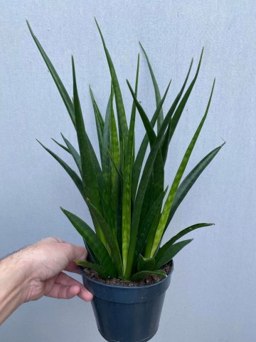 Sansevieria kirkii friends 2