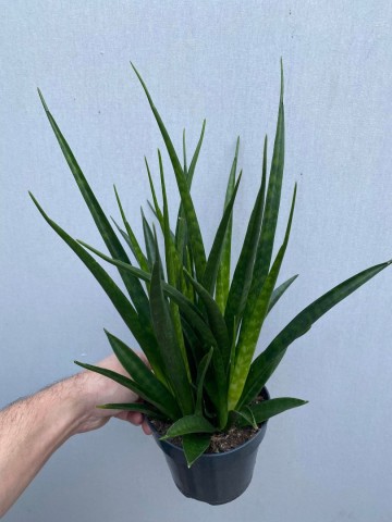 Sansevieria kirkii friends 4
