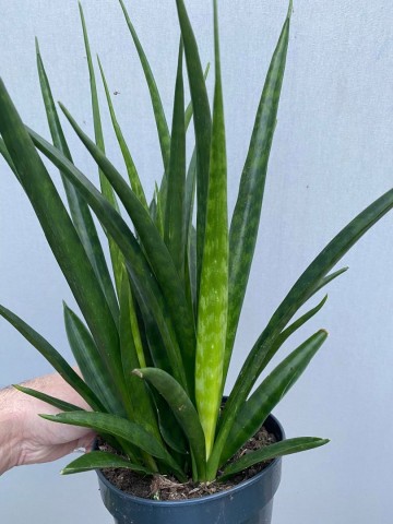 Sansevieria kirkii friends 5