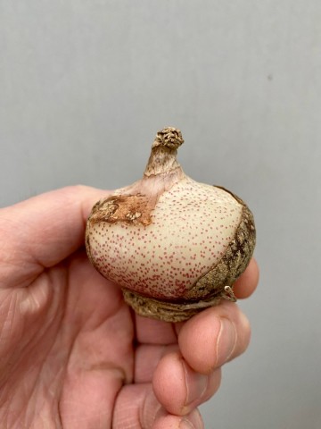 Scadoxus multiflorus poederkwast bol