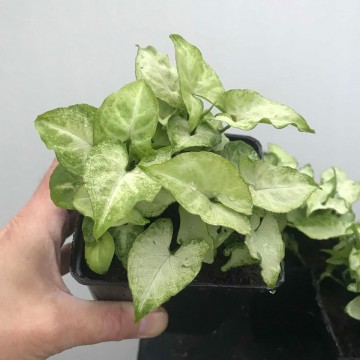 Syngonium white butterfly matthijs hazeleger water lilies and special plants nelumbogarden water lilies and rare exotic plants 1