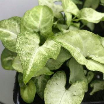 Syngonium white butterfly matthijs hazeleger water lilies and special plants nelumbogarden water lilies and rare exotic plants 3