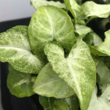 Syngonium white butterfly matthijs hazeleger water lilies and special plants nelumbogarden water lilies and rare exotic plants 4