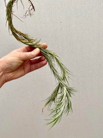 Tillandsia araujei 1