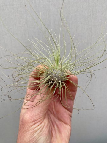 Tillandsia argentea 1