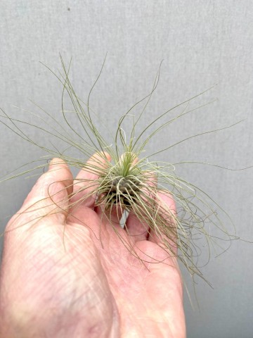 Tillandsia argentea 2