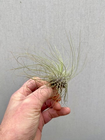 Tillandsia argentea 3
