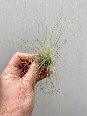 Tillandsia argentea 5