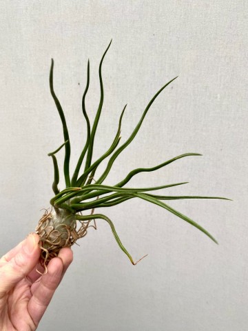 Tillandsia bulbosa xl 5