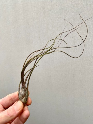 Tillandsia butzii 2