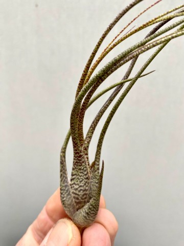 Tillandsia butzii 3