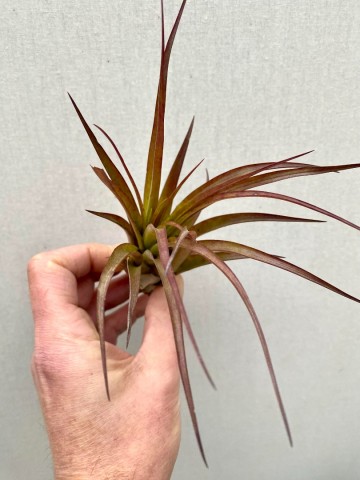 Tillandsia capitata peach red 4
