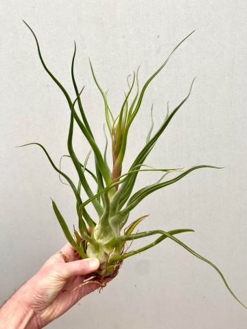 Tillandsia caput medusae xxl showplant 4
