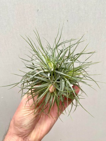 Tillandsia cotton candy cluster 1