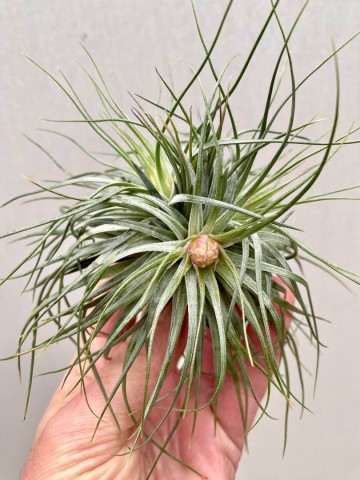 Tillandsia cotton candy cluster 4