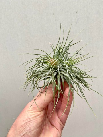Tillandsia cotton candy cluster 5