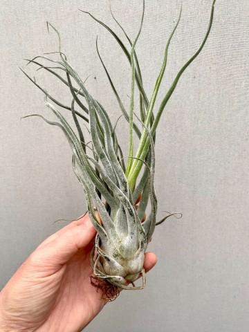 Tillandsia ehlersiana medium 1