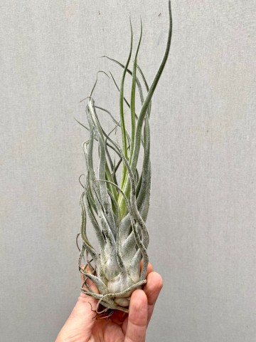 Tillandsia ehlersiana medium 2
