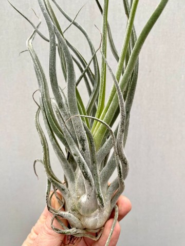 Tillandsia ehlersiana medium 3