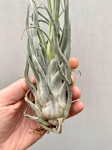 Tillandsia ehlersiana medium 4