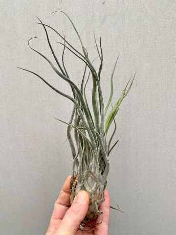 Tillandsia ehlersiana medium 5