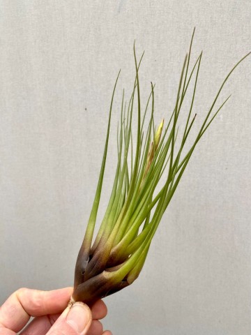 Tillandsia faciculata large 3