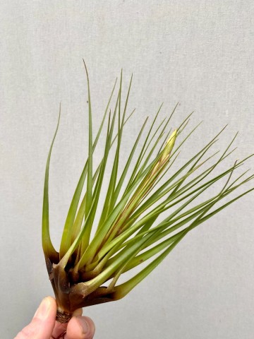 Tillandsia faciculata large 5