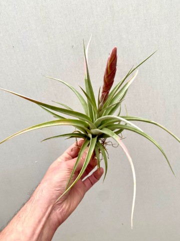Tillandsia fasciculata 1