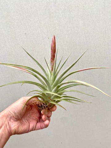 Tillandsia fasciculata 2