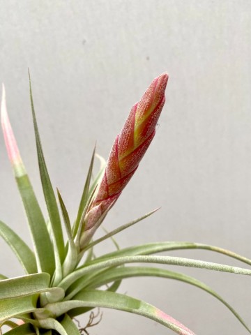 Tillandsia fasciculata 3
