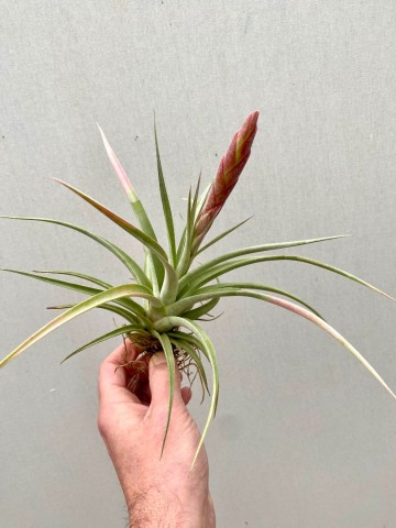 Tillandsia fasciculata 4