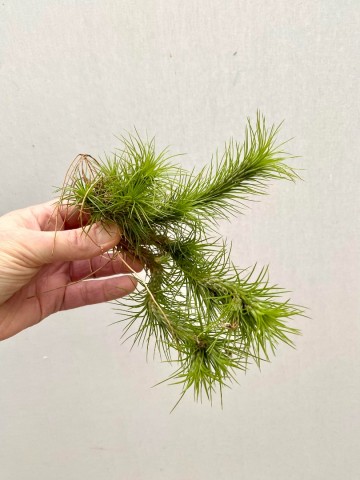 Tillandsia funckiana green xl cluster 1