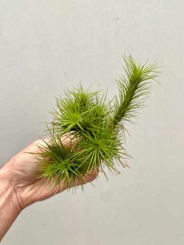 Tillandsia funckiana green xl cluster 2
