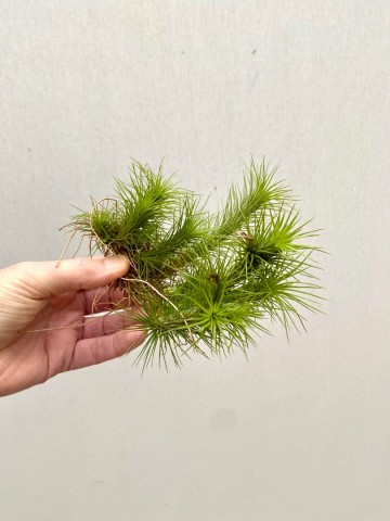 Tillandsia funckiana green xl cluster 3