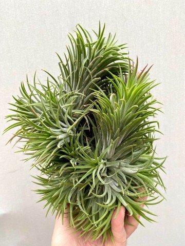 Tillandsia ionantha green xxl showplant 2