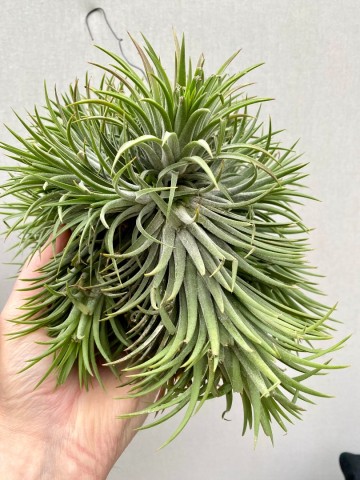 Tillandsia ionantha green xxl showplant 3