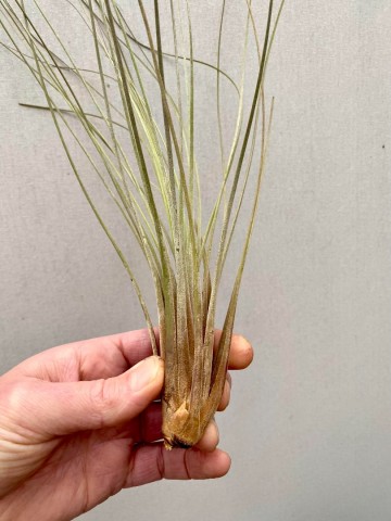 Tillandsia juncea 4