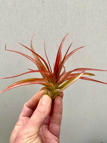 Tillandsia multiflora red 1