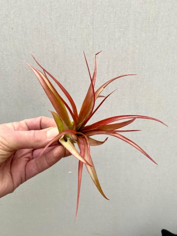 Tillandsia multiflora red 2