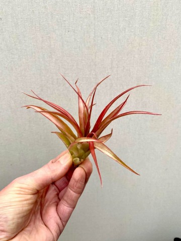 Tillandsia multiflora red 3