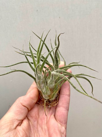Tillandsia pruinosa 1 0