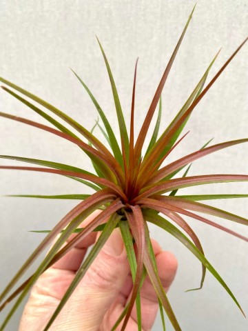 Tillandsia rainforest red 2
