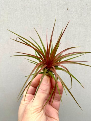 Tillandsia rainforest red 3