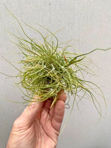 Tillandsia schiedeana 1