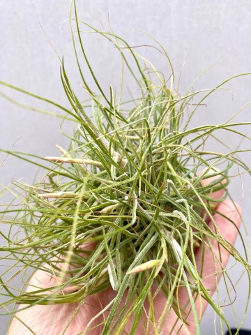 Tillandsia schiedeana 4