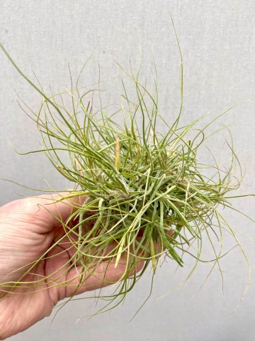 Tillandsia schiedeana 5