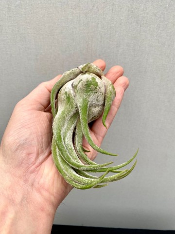 Tillandsia seleriana small 2